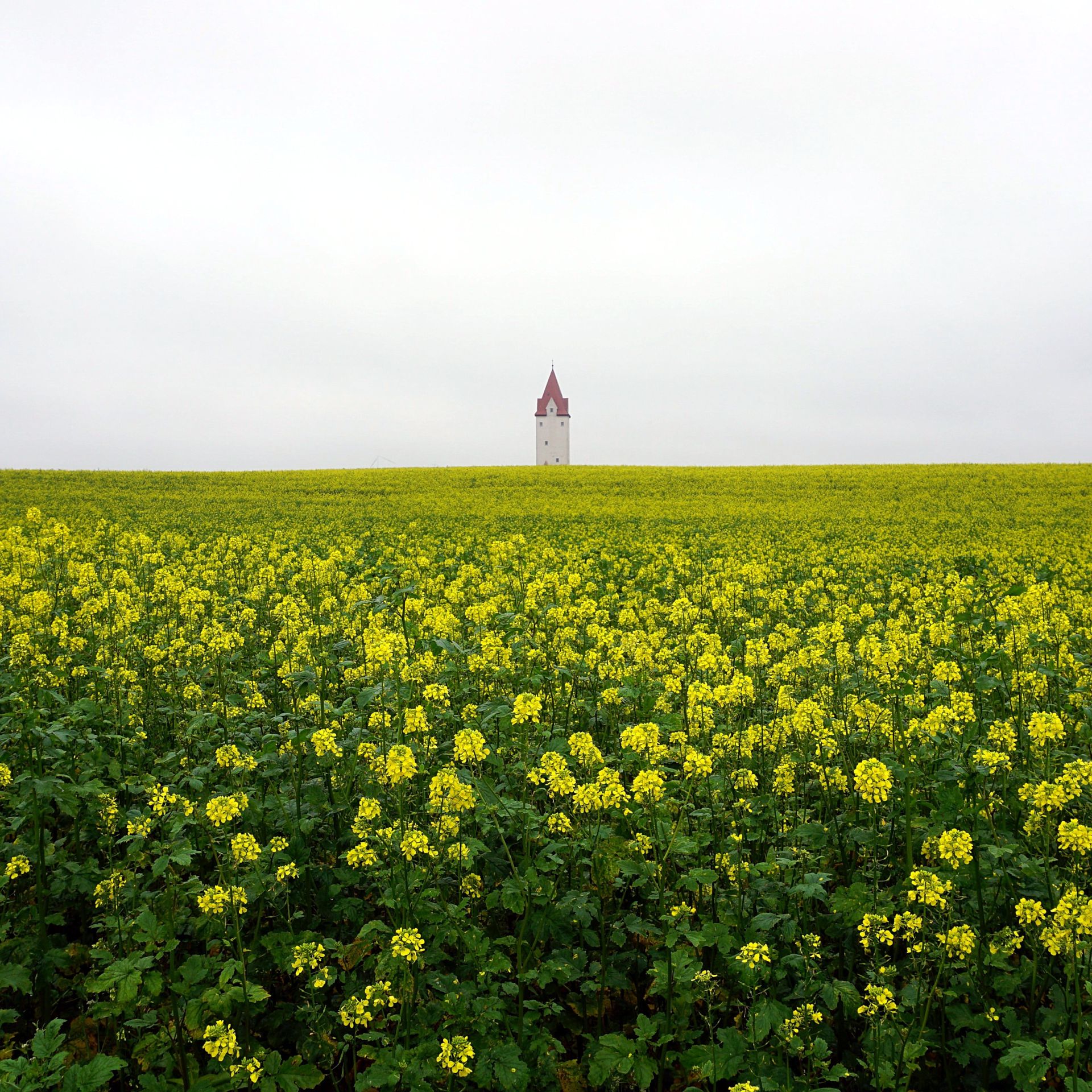 Rapsfeld Wasserturm